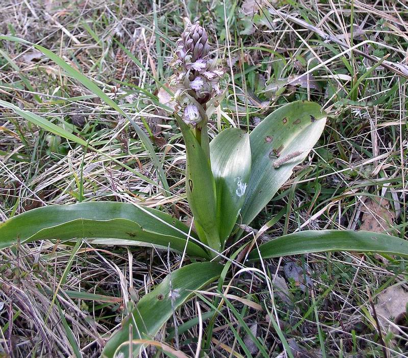 Barlia robertiana